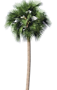 Palmyra palm cut-out